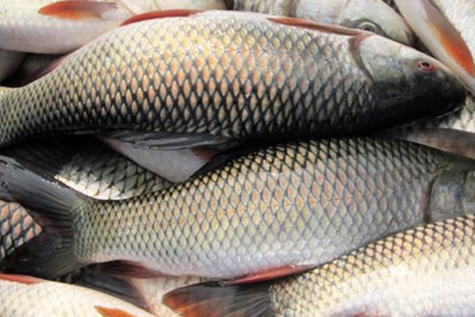 মাছের খামারে সঠিক ফিড বাছাইয়ে কেন আব্দুল্লাহ ফিড মিল সেরা পছন্দ?