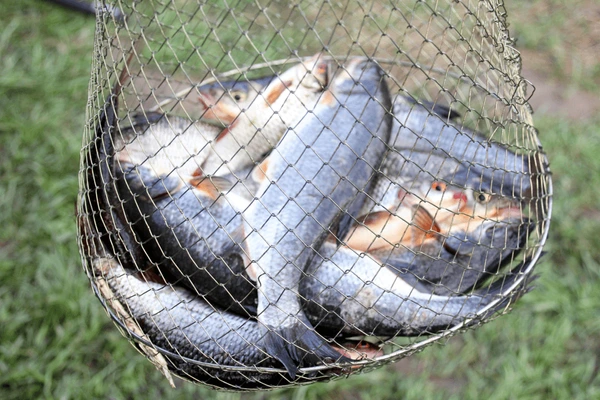 আধুনিক প্রযুক্তি ও মান নিয়ন্ত্রণ – আব্দুল্লাহ ফিড মিলের সাফল্যের মূলমন্ত্র